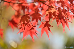 紅葉