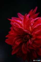 Black＆Red