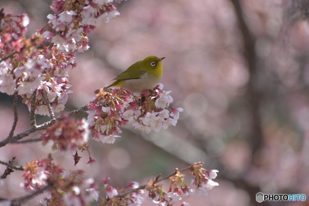 寒桜