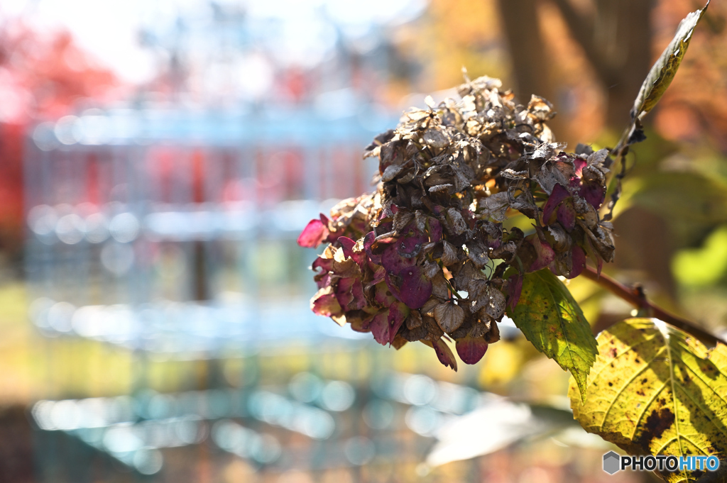 winter hydrangea