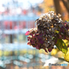 winter hydrangea