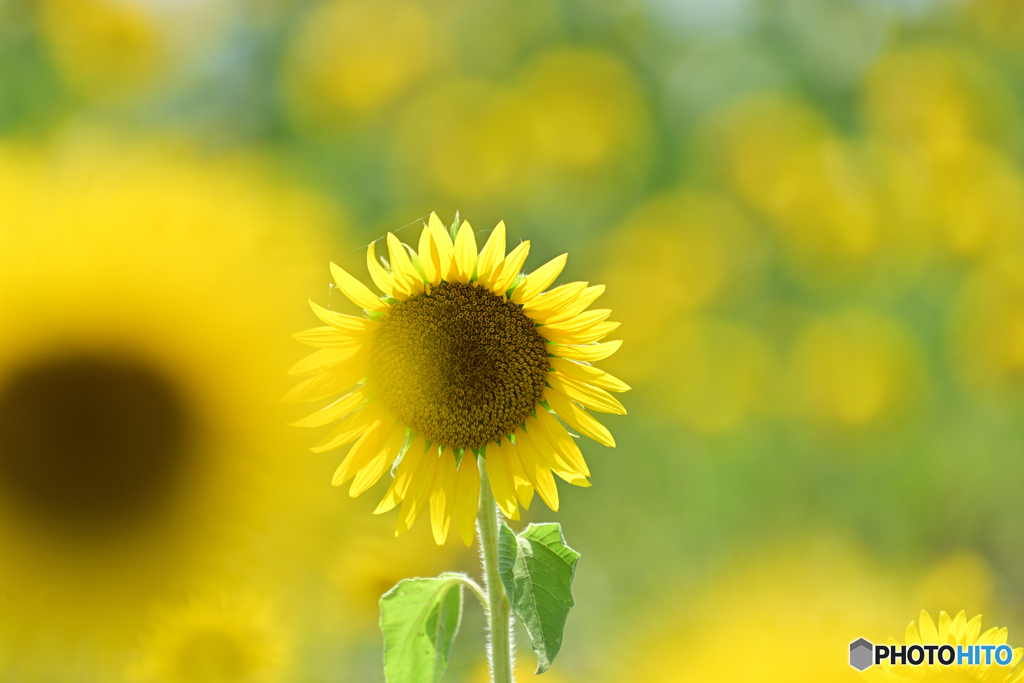 向日葵 by bigisone （ID：13593028） - 写真共有サイト:PHOTOHITO