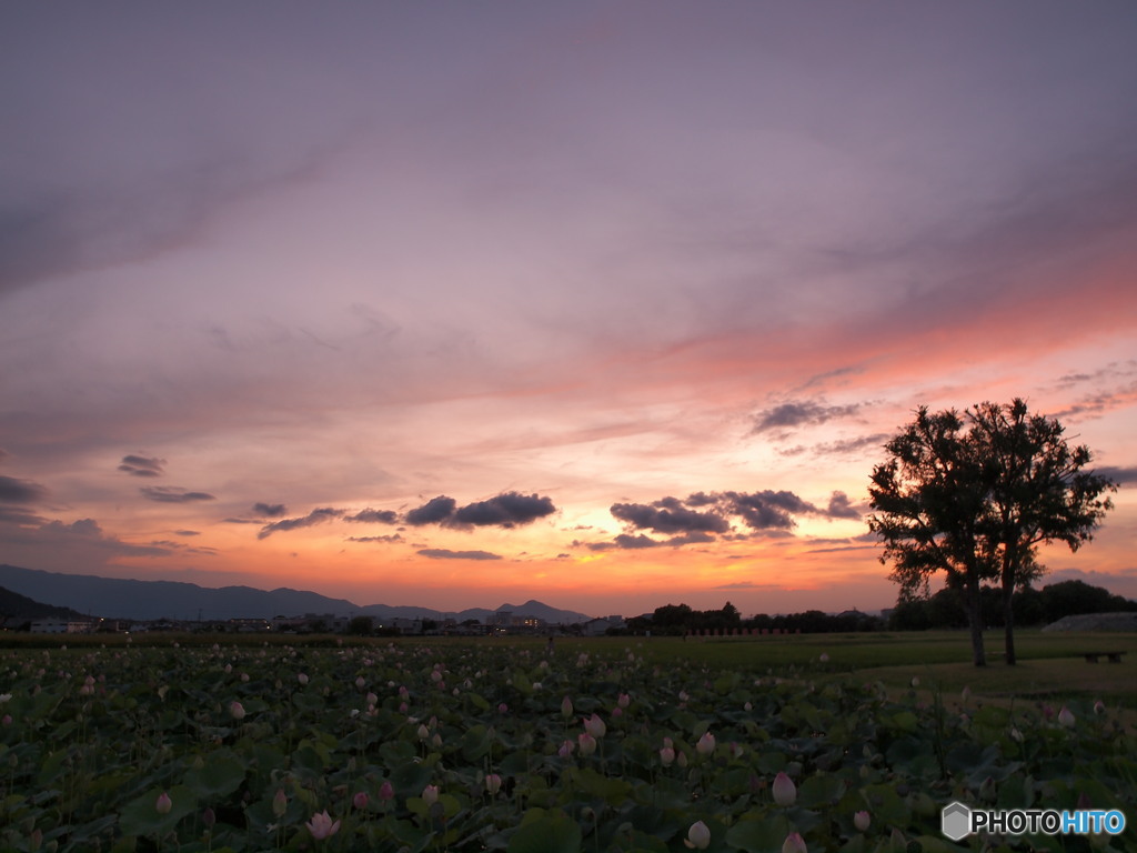 蓮と夕焼け