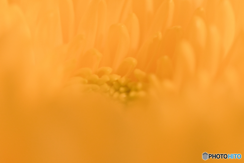 ビタミンカラー