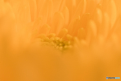 ビタミンカラー