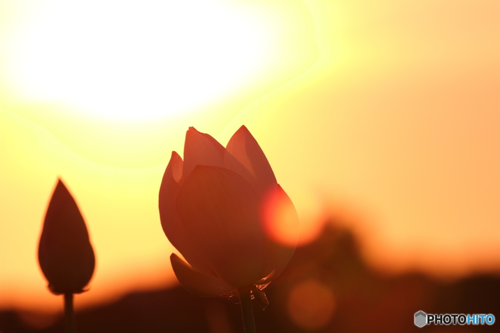 ハスと夕日