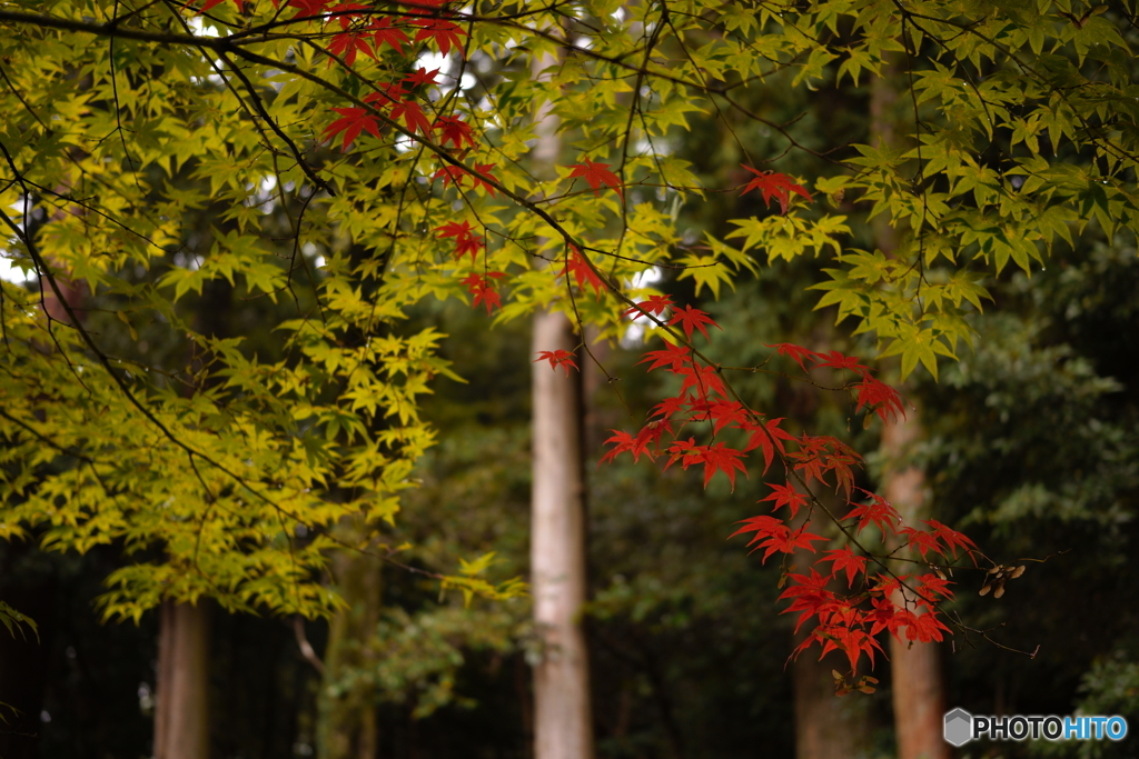 紅葉