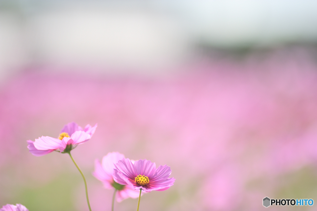 秋桜