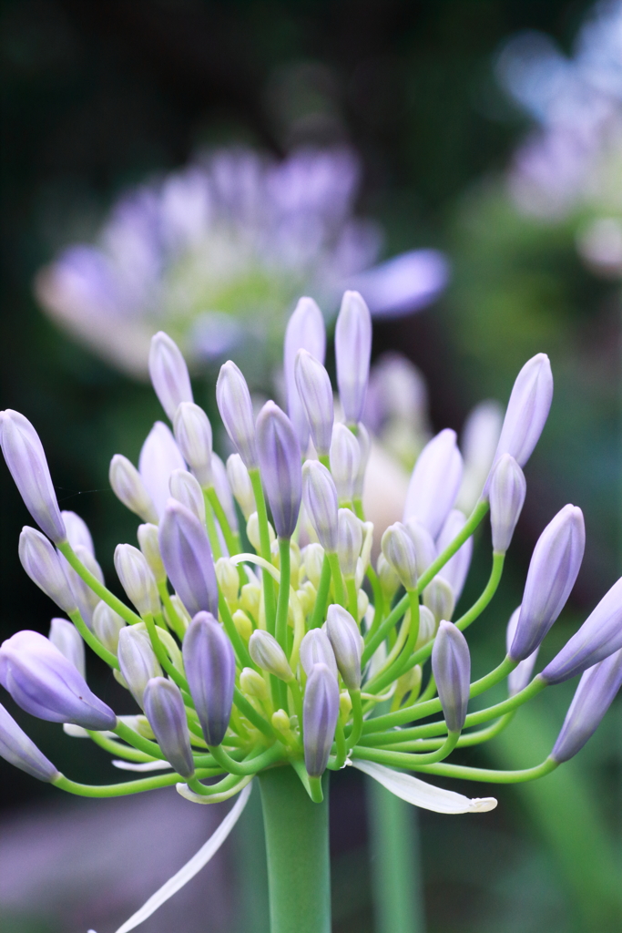 Agapanthus