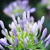 Agapanthus