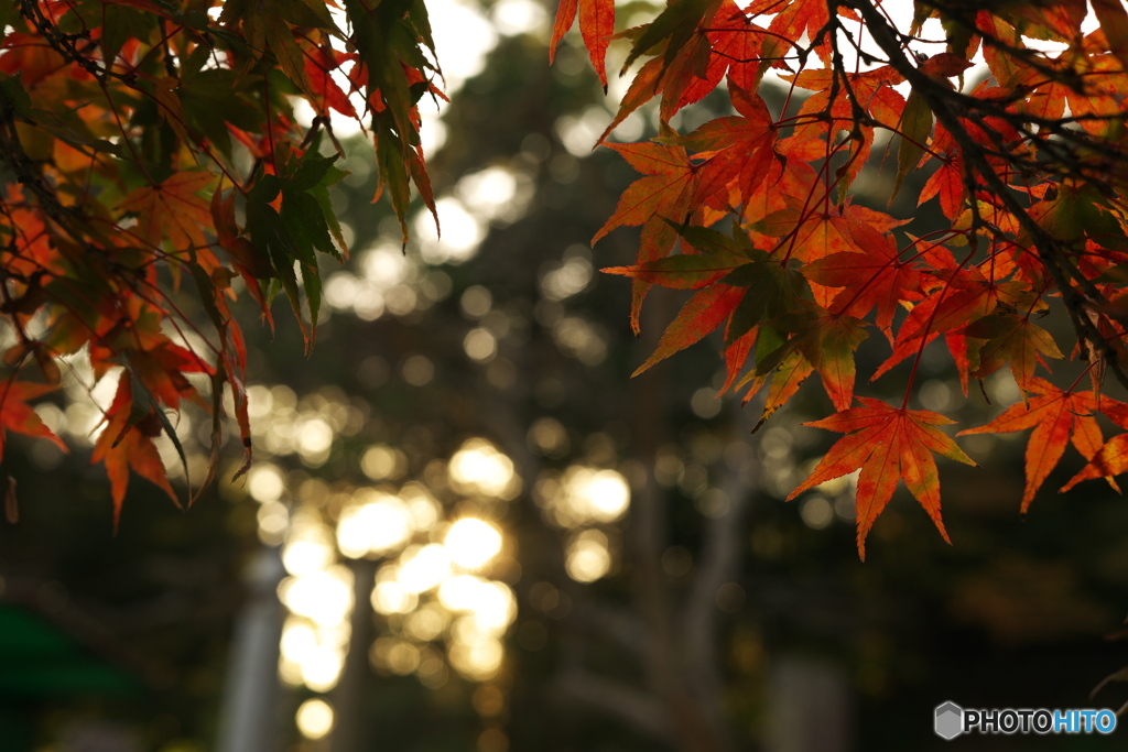 夕暮れの紅葉