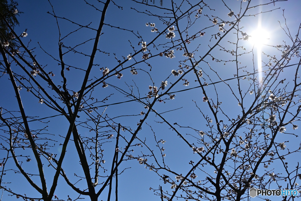 sakura