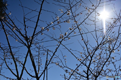 sakura