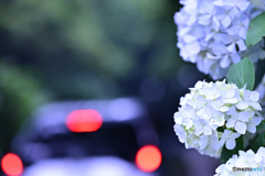 紫陽花の道ⅲ　危険な香り（予感）