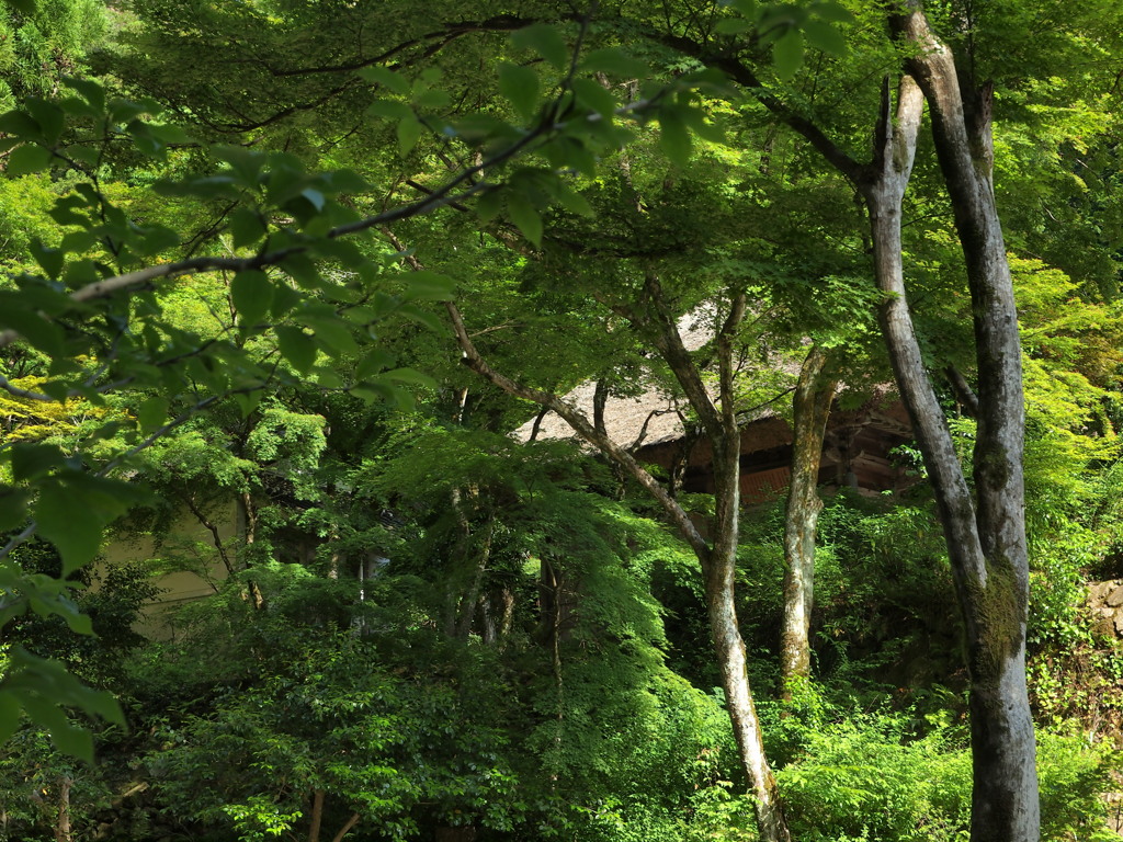 新緑と寺