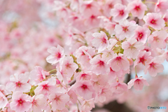 満開の大漁桜