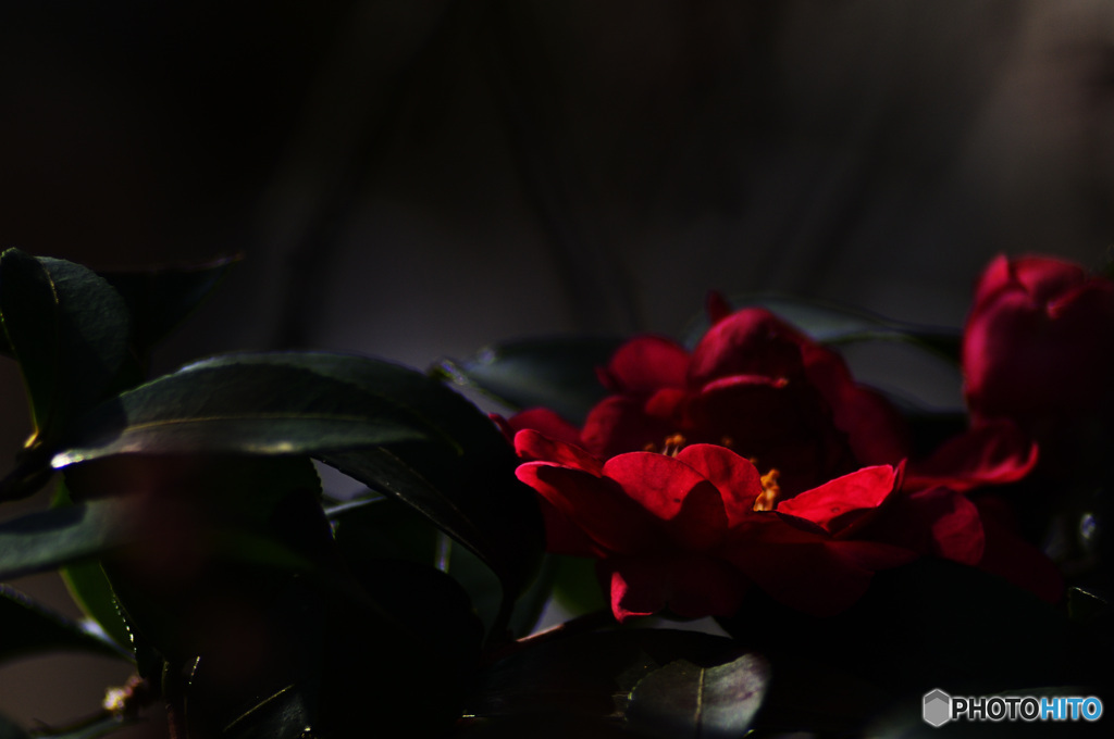 RED&GREE N