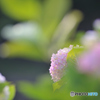 ピンクの紫陽花