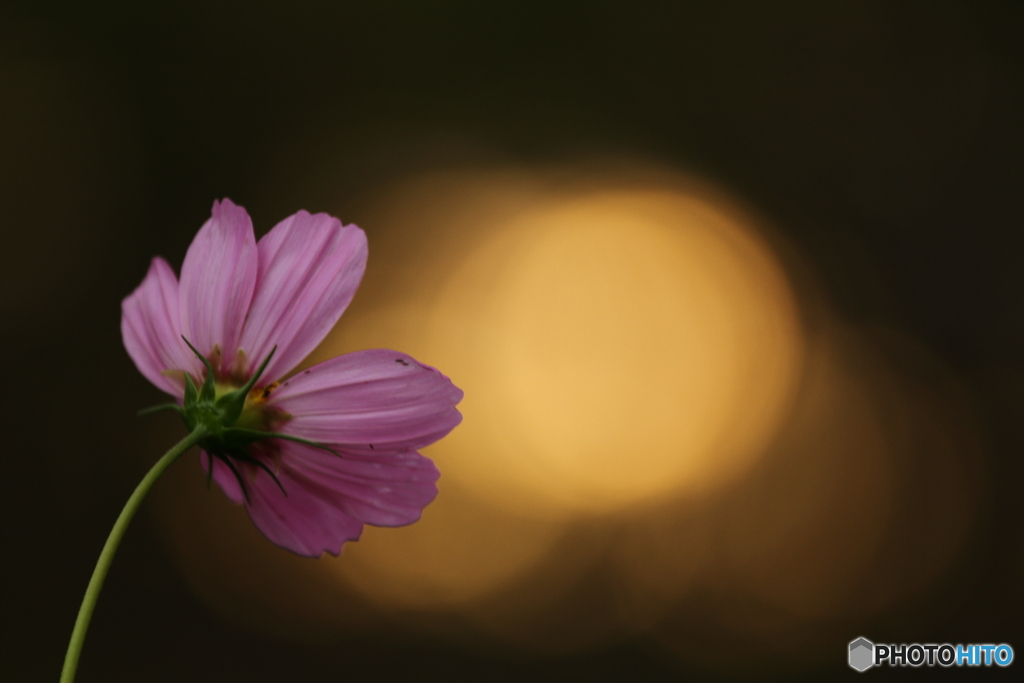 to emit light