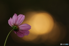 to emit light