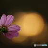 to emit light