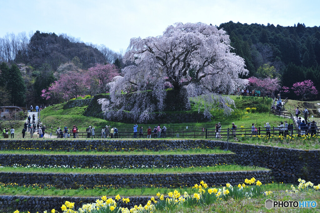 本郷の瀧桜