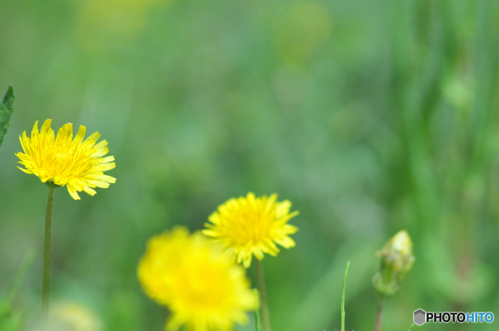 dandelion