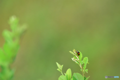 Aim for height Aim for height