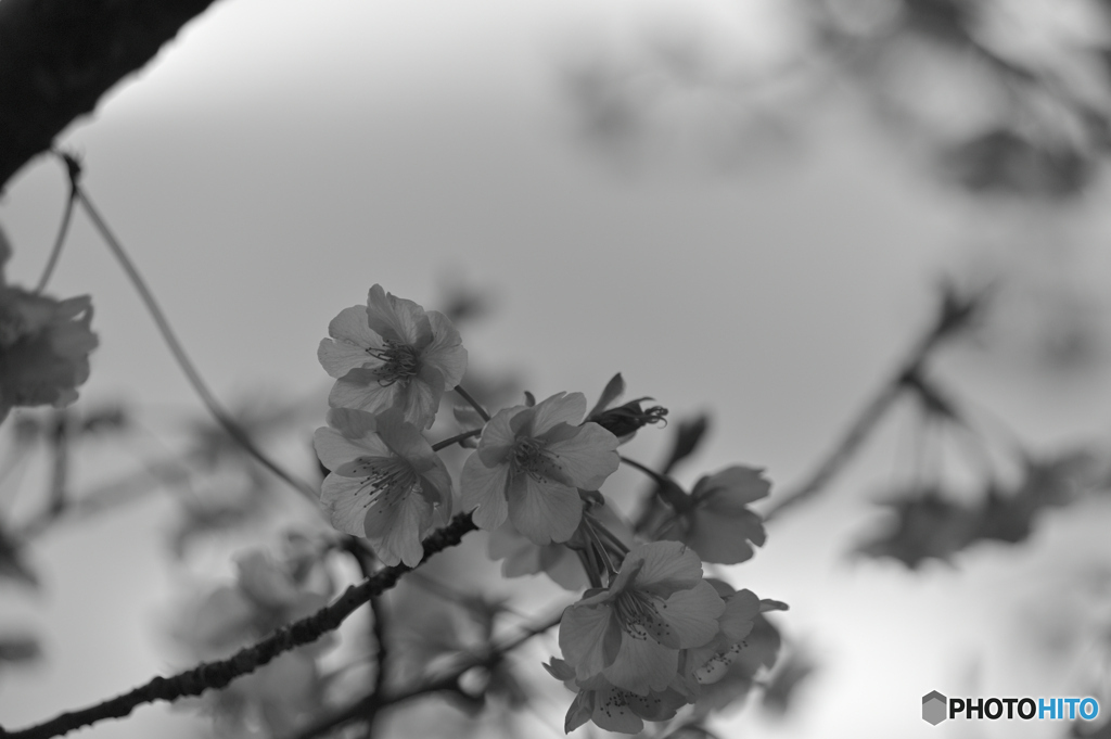 さくらmonochrome