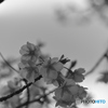 さくらmonochrome