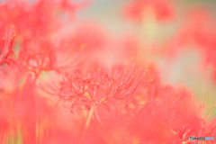 曼珠沙華