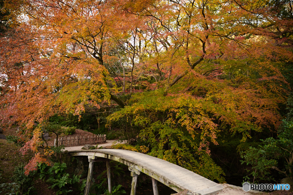 紅葉と橋