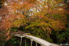 紅葉と橋