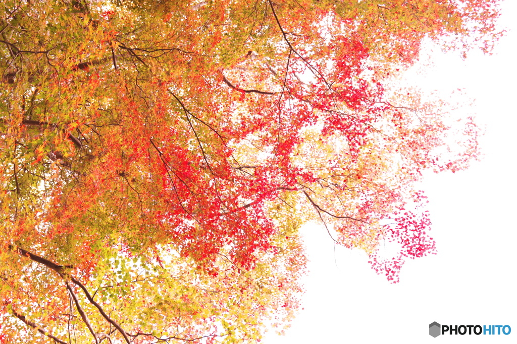 見上げてみたら