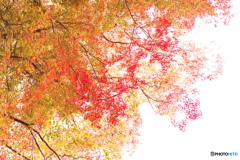 見上げてみたら