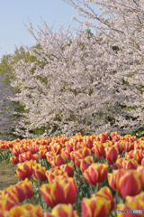 チューリップと桜