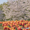 チューリップと桜
