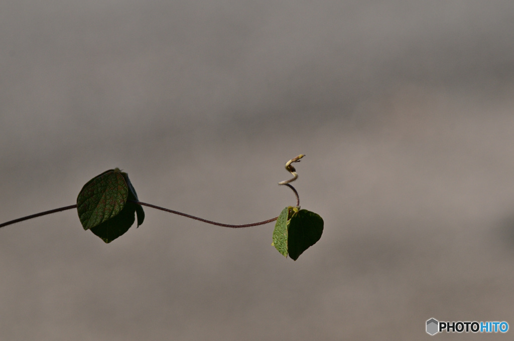 何処をめざしてるの？