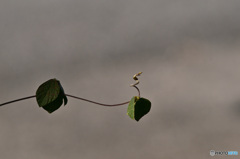 何処をめざしてるの？