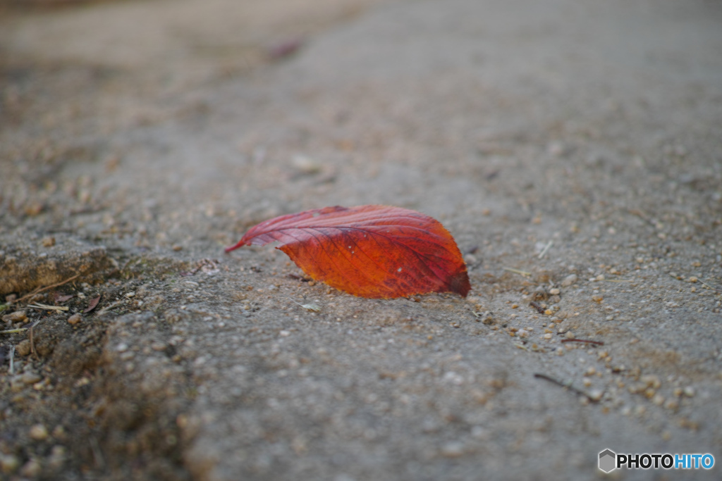 One leaf