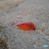 One leaf