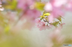 大漁桜