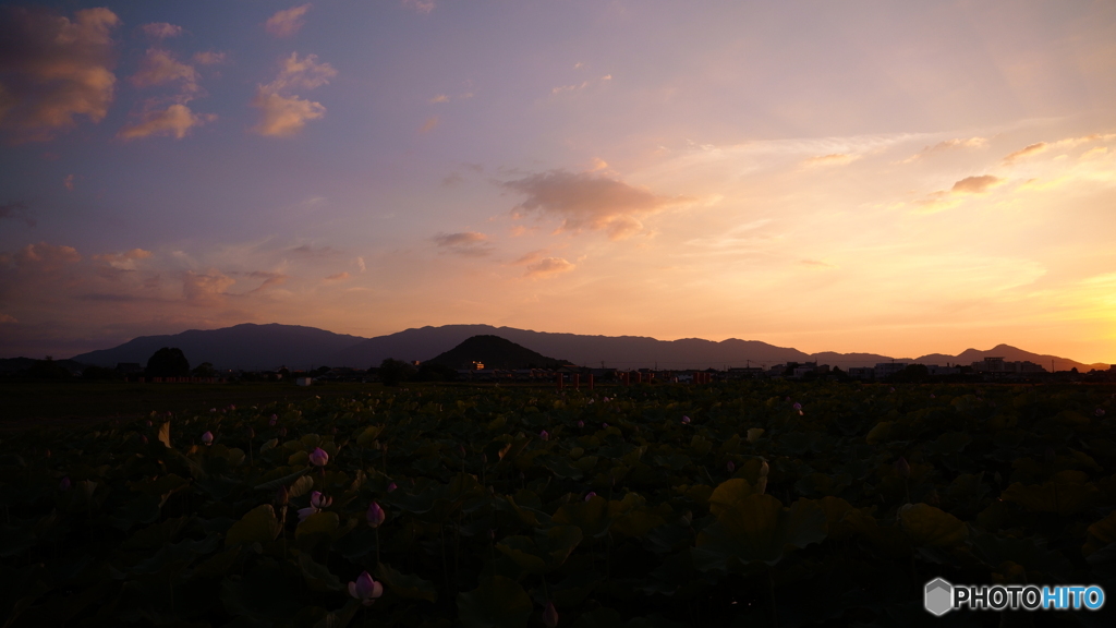 ハスと夕焼け