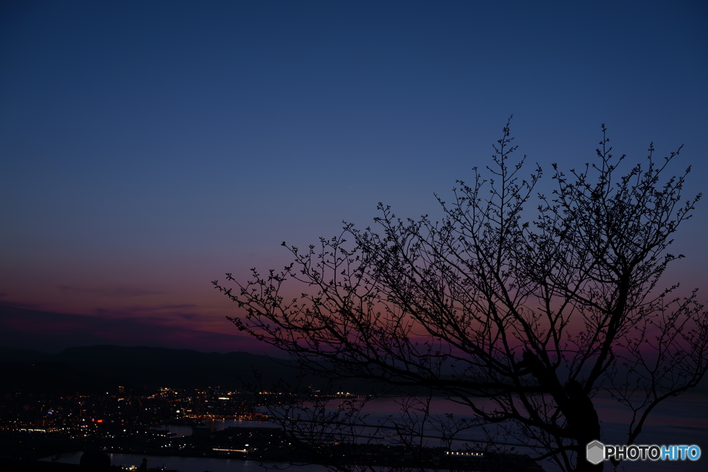 桜と夜景