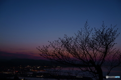 桜と夜景