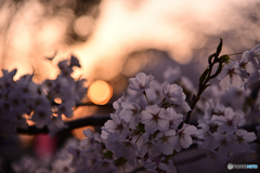夕暮れの桜