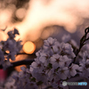 夕暮れの桜