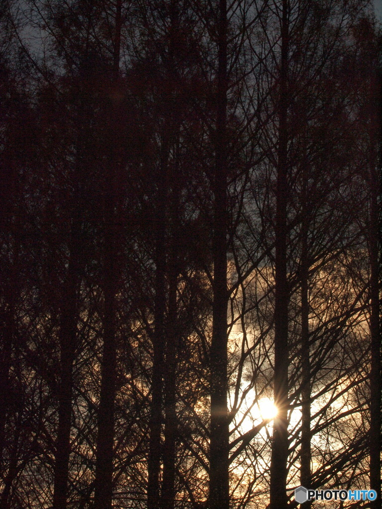 夕のメタセコイア