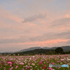 夕焼け雲と秋桜