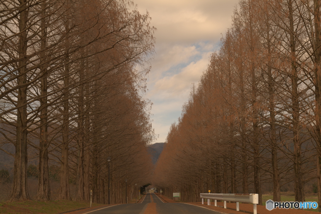 メタセコイアのトンネル